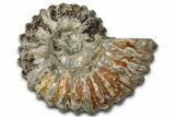 Bumpy Ammonite (Douvilleiceras) Fossil - Purple Iridescence #343847-1